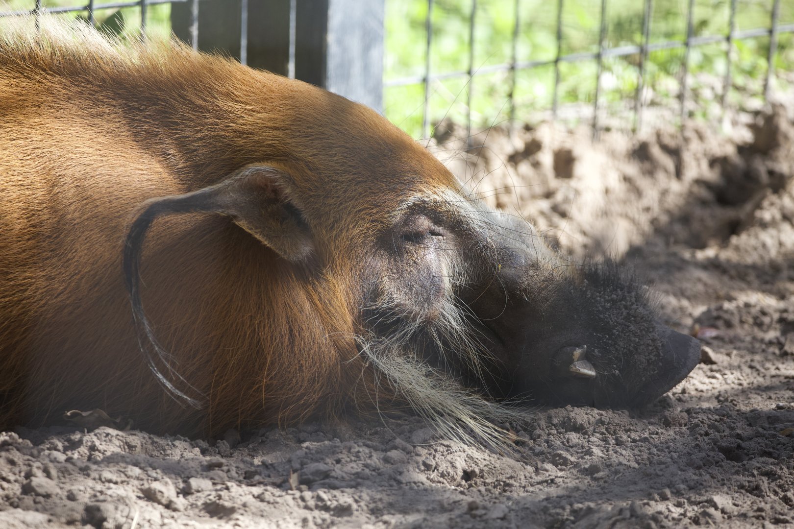 Red River Hog/ Potamochoerus porcus