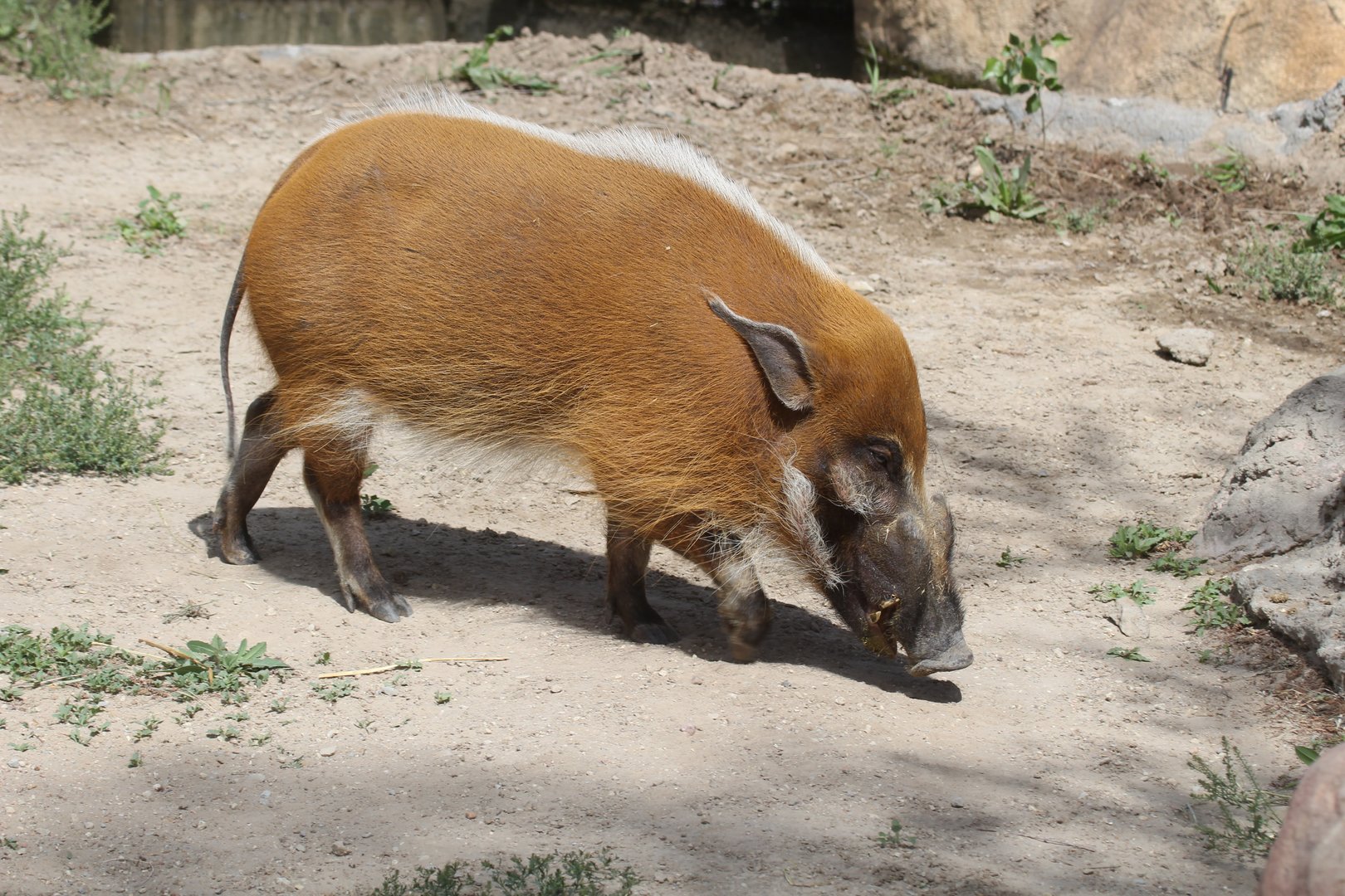 Red River Hog (Potamochoerus porcus)