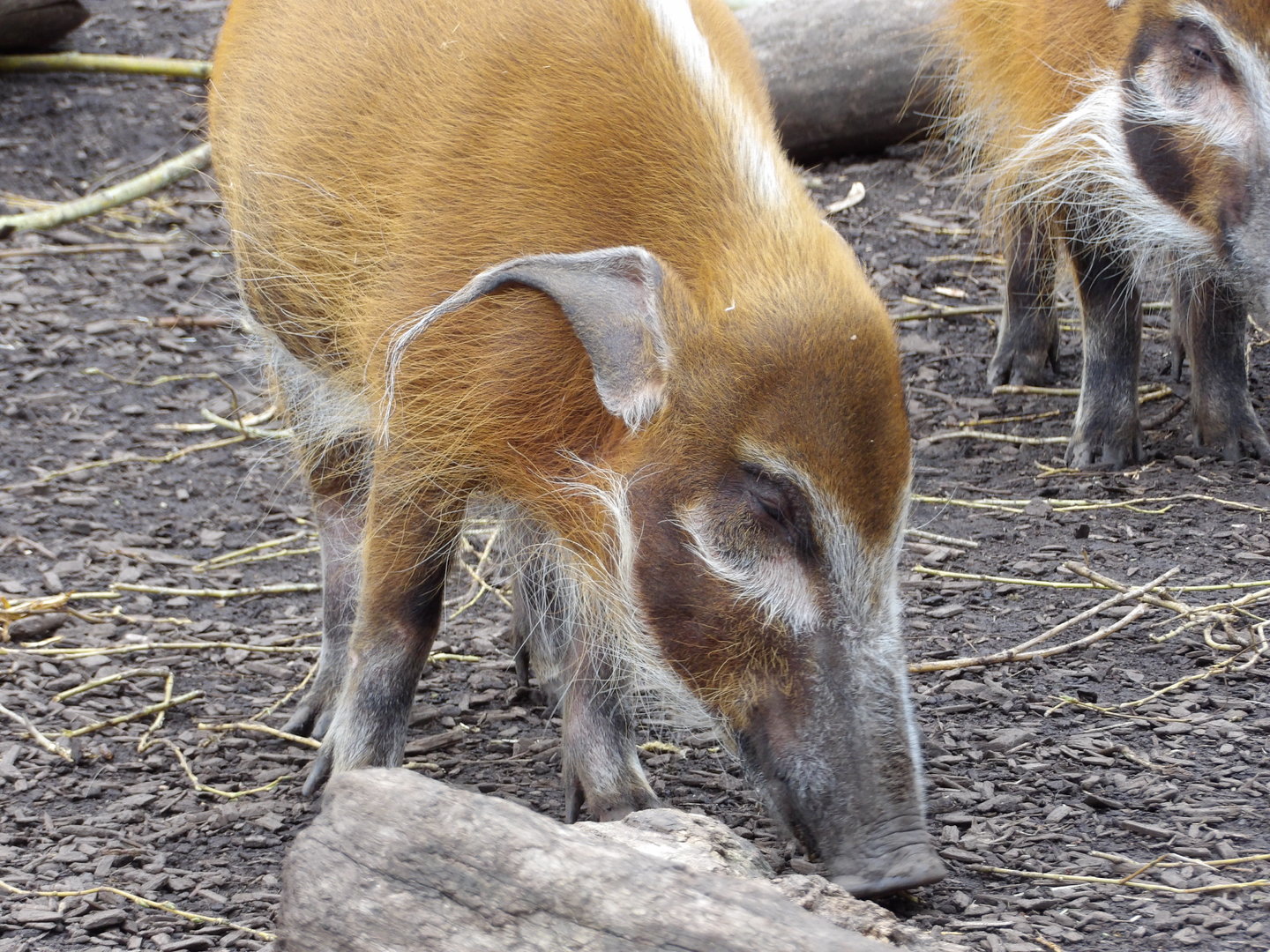 Red River Hog (Potamochoerus porcus)