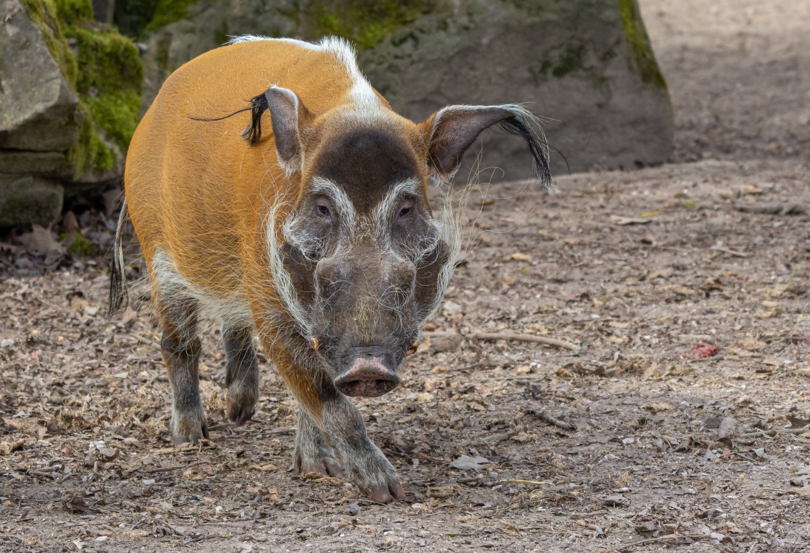 Red River hog (Potamochoerus porcus)