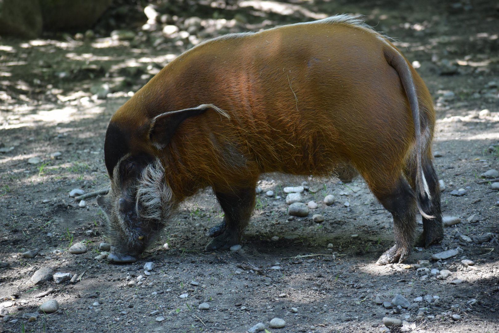 Red river hog (Potamochoerus porcus)