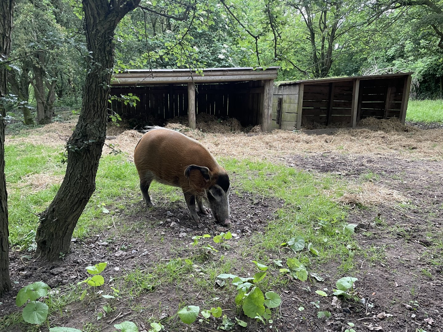 Red River Hog, (Potamochoerus porcus)