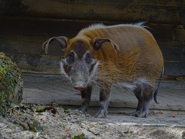 Red river hog (Potamochoerus porcus)