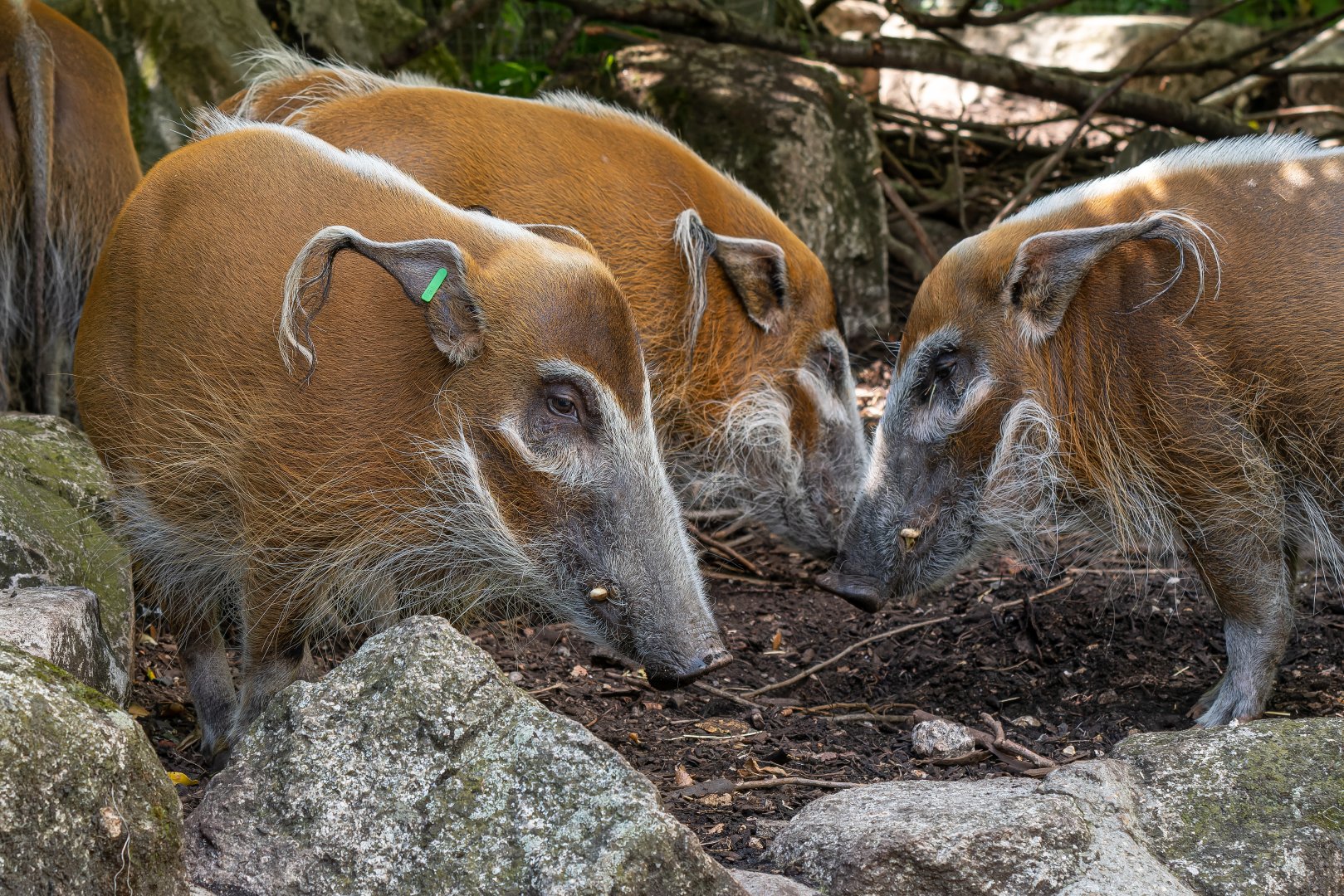 Red river hog (Potamochoerus porcus)