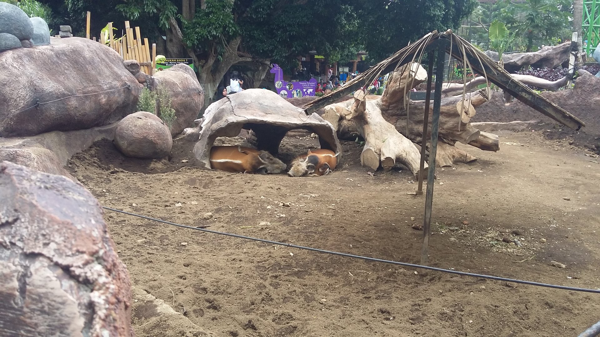 Red river hog (Potamochoerus porcus)