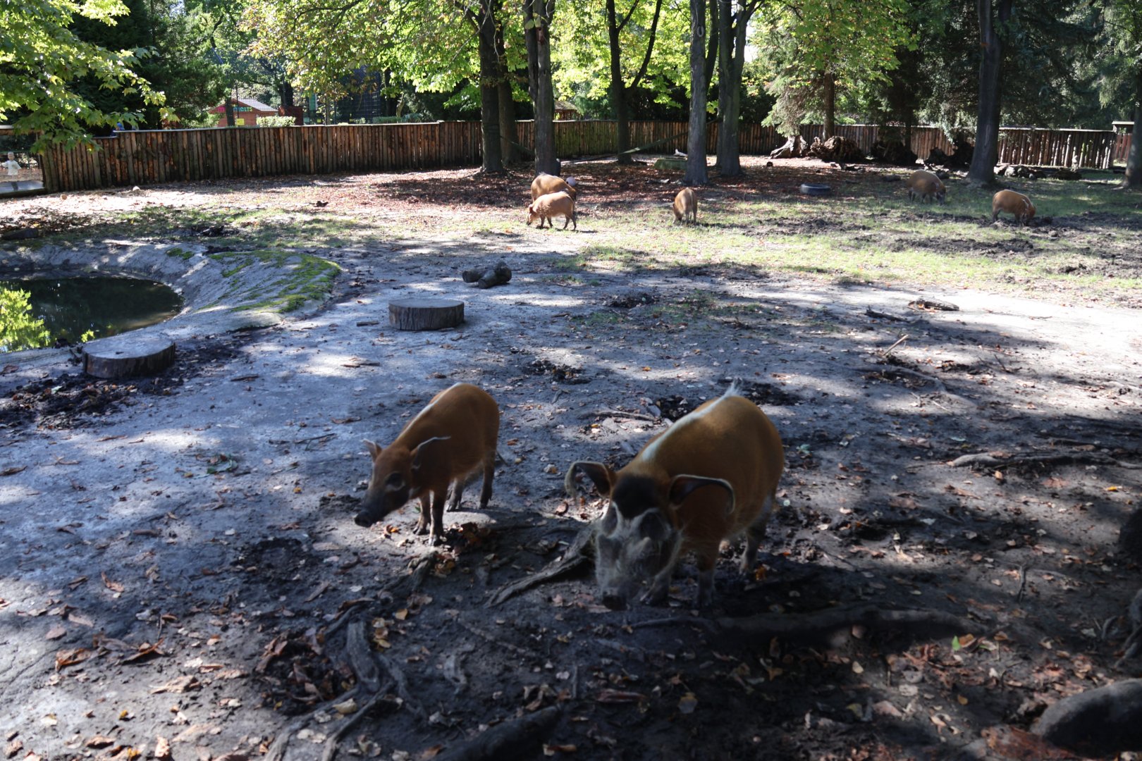 Red River Hog (Potamochoerus porcus)