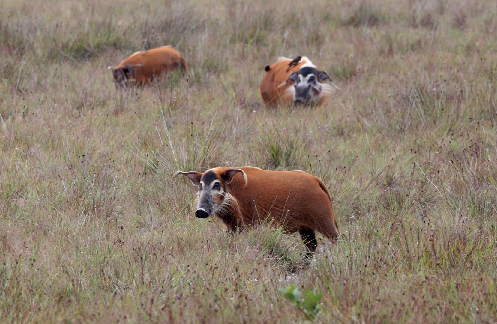 red river hog (Potamochoerus porcus)