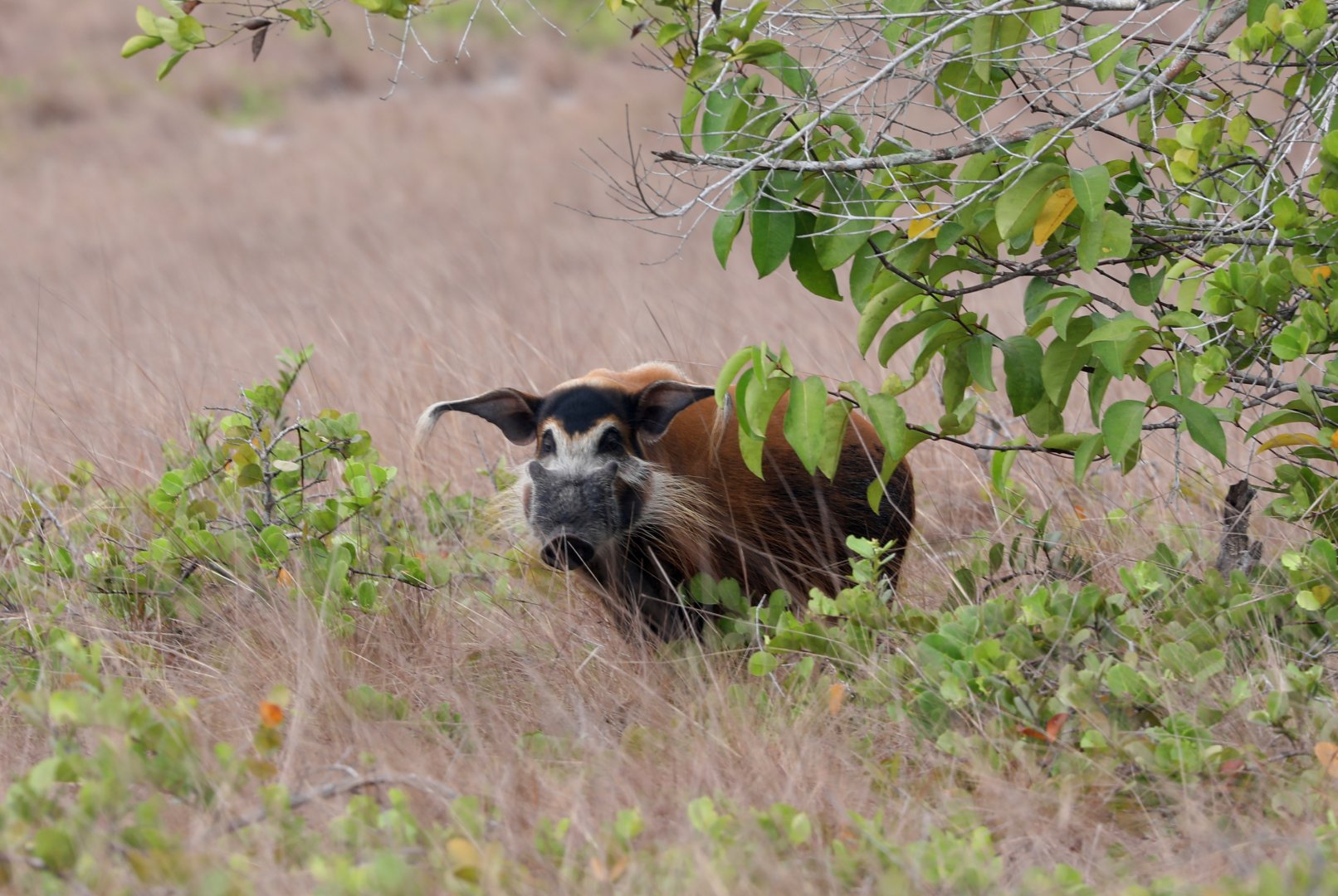 red river hog (Potamochoerus porcus)