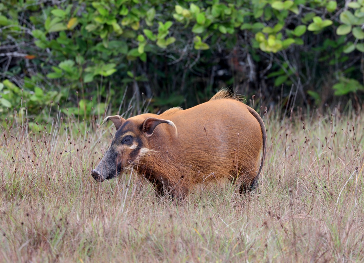 red river hog (Potamochoerus porcus)