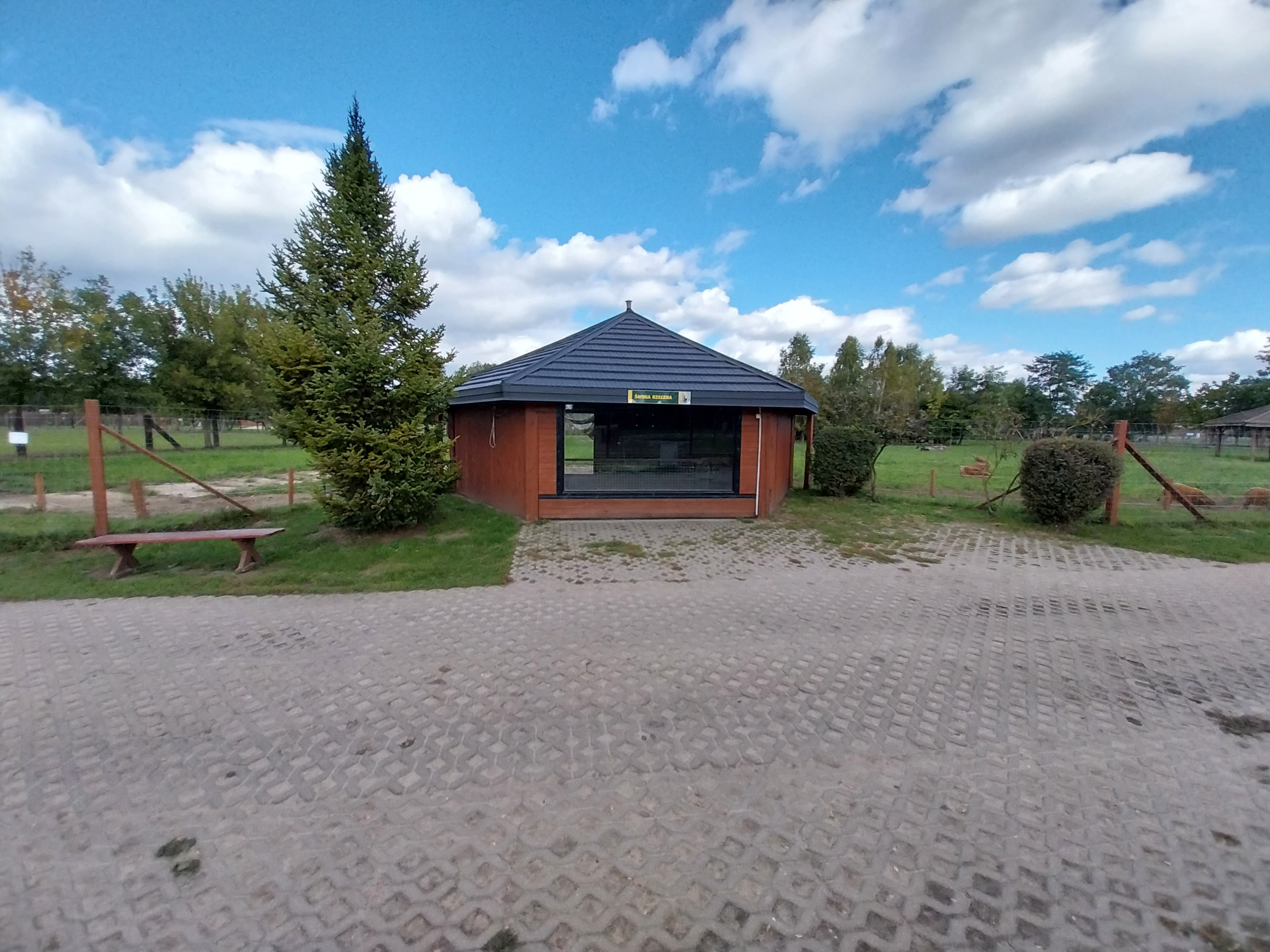 Red River Hog (Potamochoerus porcus)