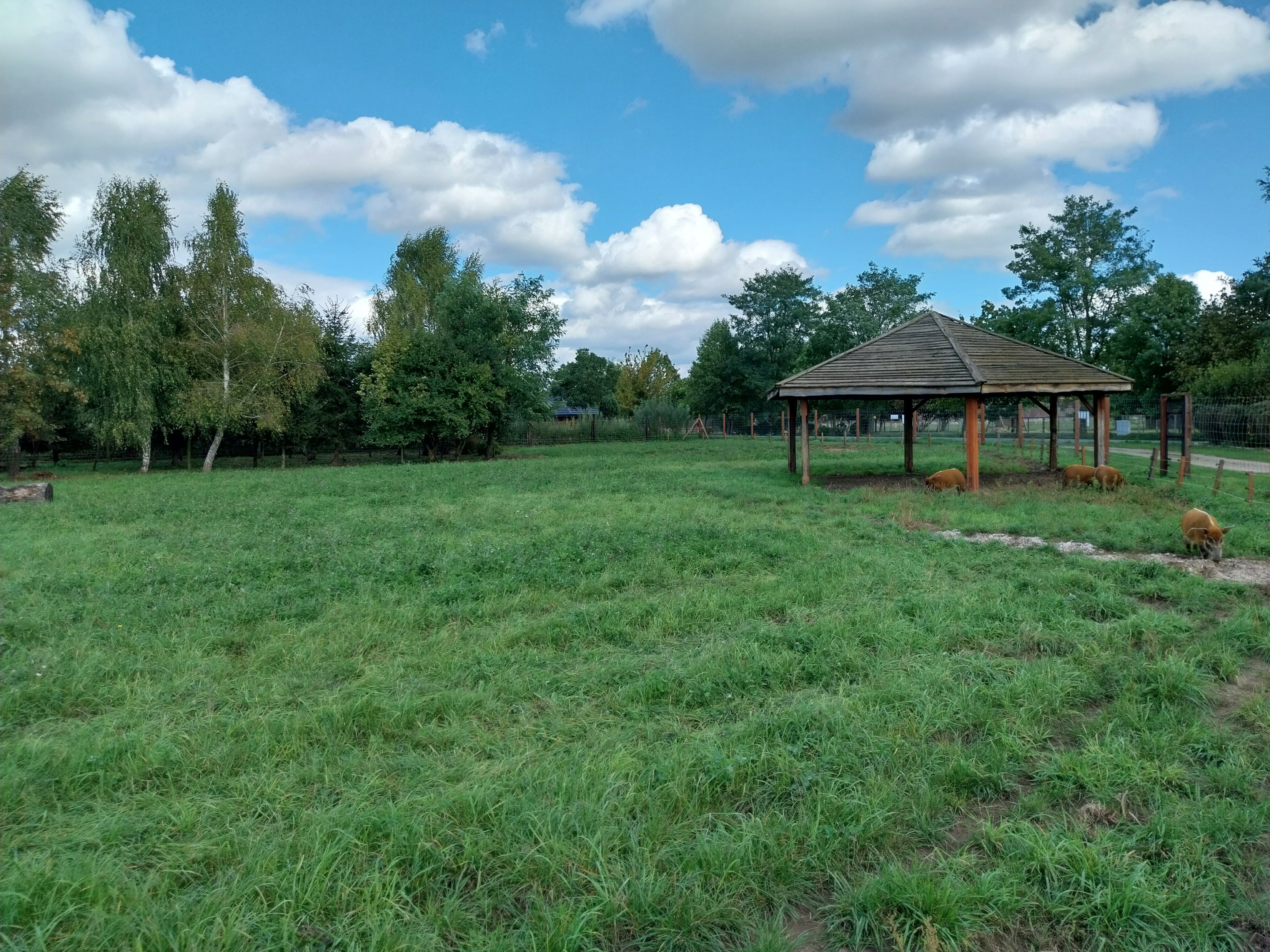 Red River Hog (Potamochoerus porcus)