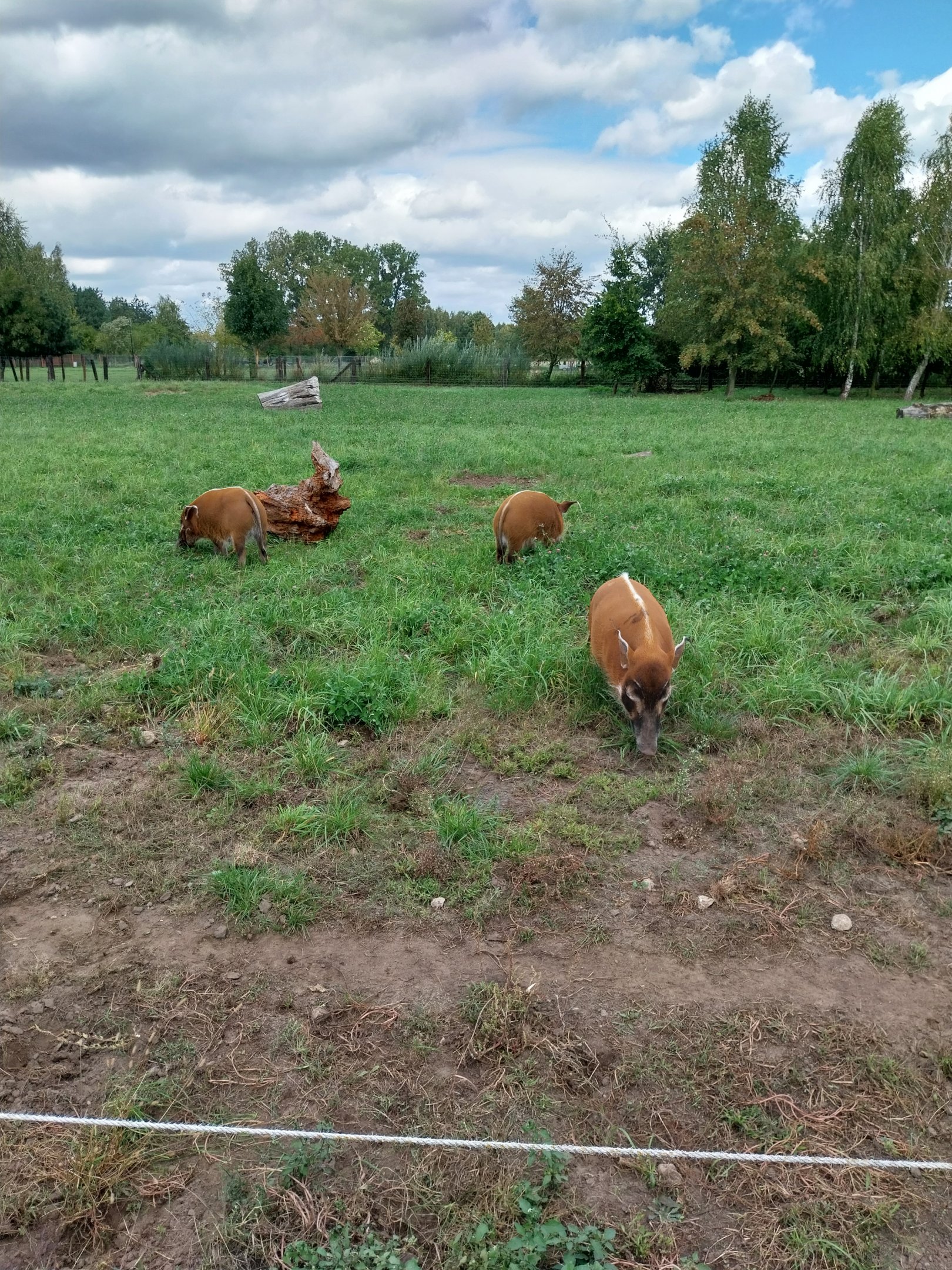 Red River Hog (Potamochoerus porcus)