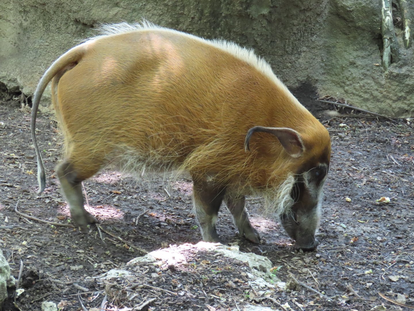 Red River Hog (Potamochoerus porcus)