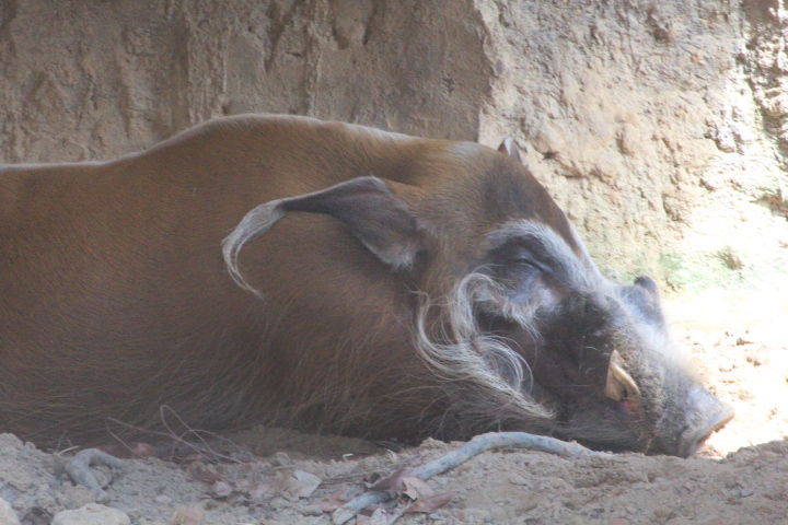 Red river hog (Potamochoerus porcus)