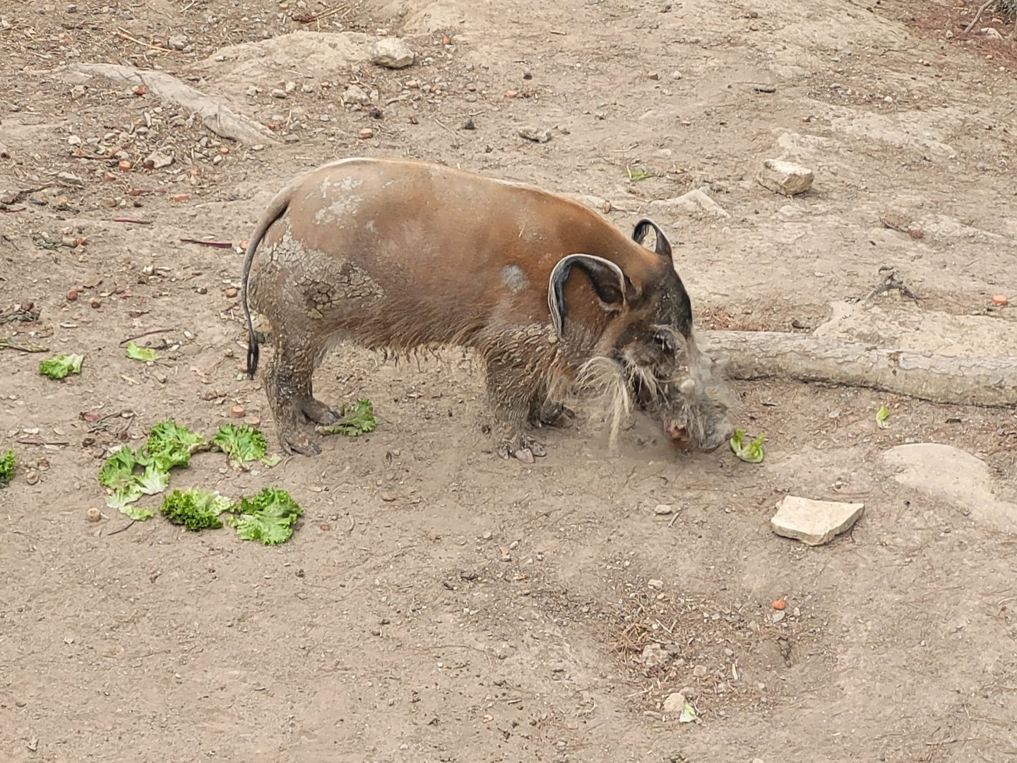 Red river hog -Réserve Africaine de Sigean (2022)