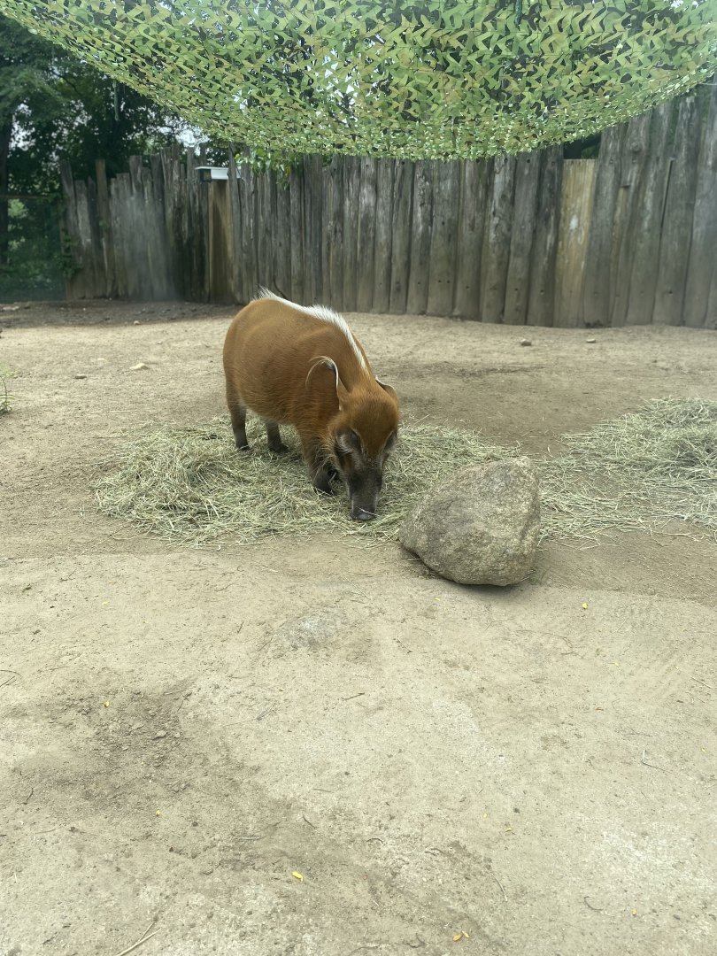 Red River Hog - Roger Williams Park Zoo