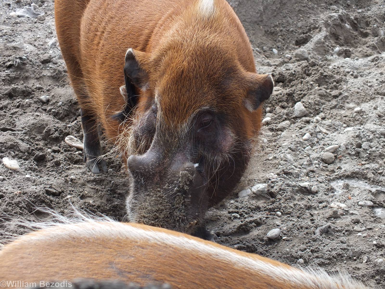 Red River Hog(s)