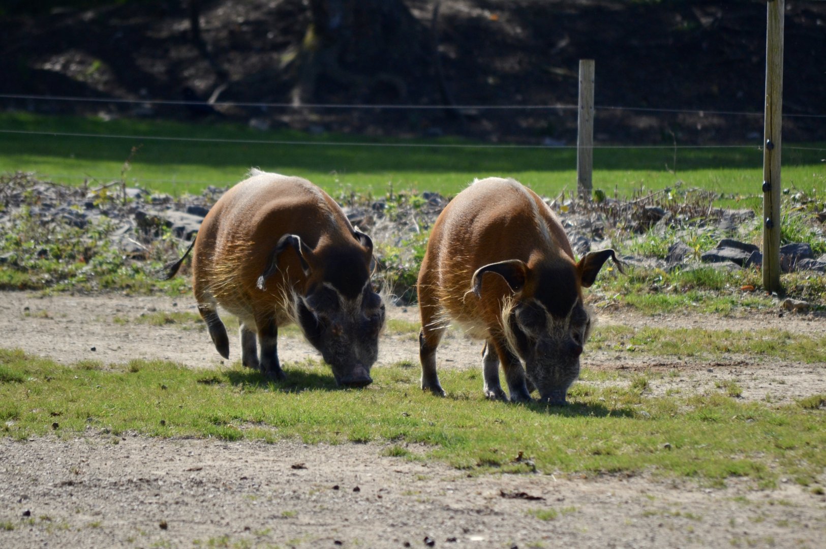 Red River Hog - September 2020
