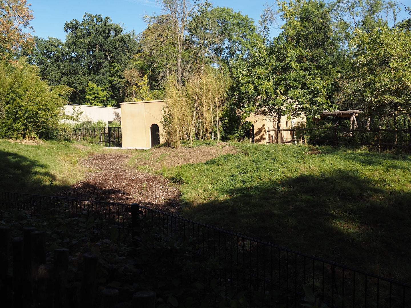 Red river hog side of the new smaller African hoofstock building and separated part of bongo paddock for hogs, 2025-09-06