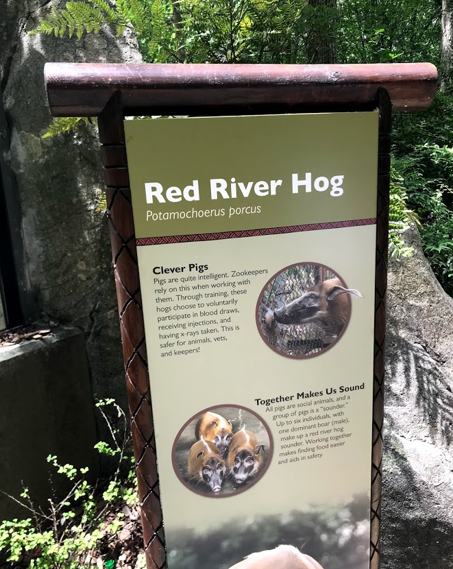 Red River Hog Sign at the North Carolina Zoo