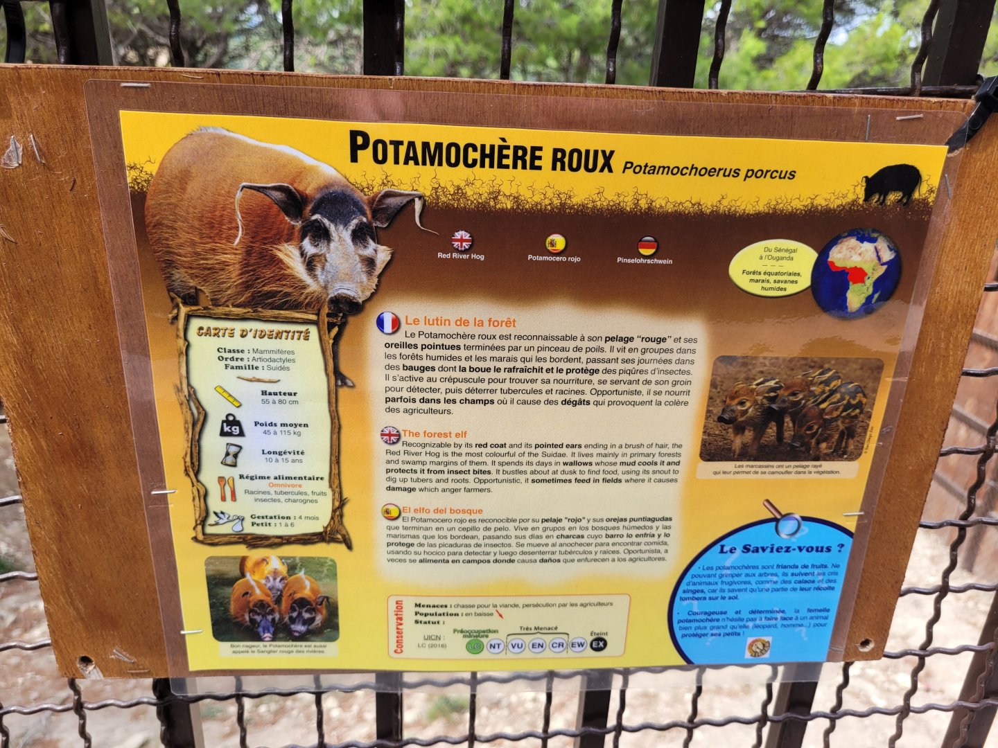 Red river hog sign -Réserve Africaine de Sigean (2022)