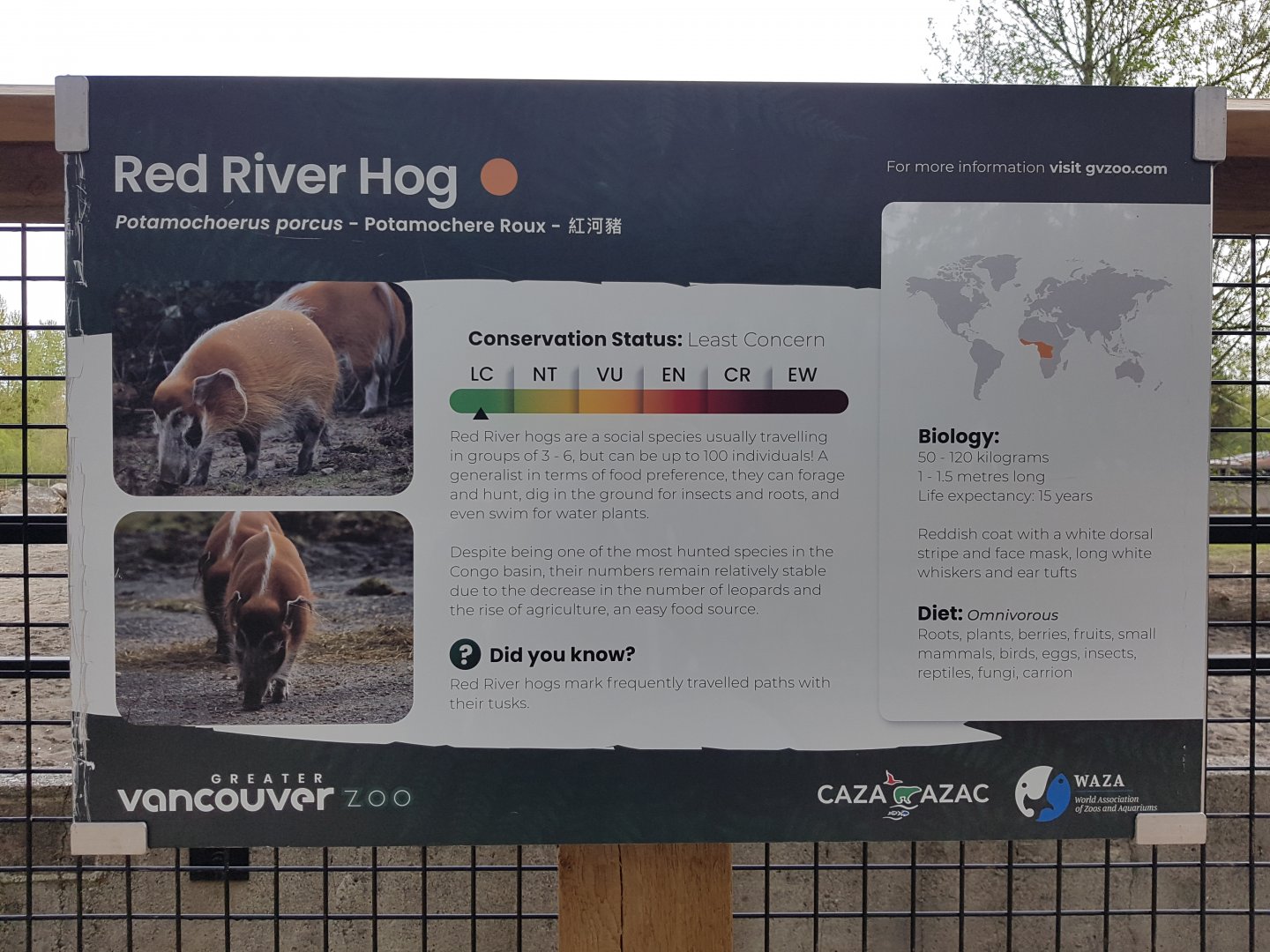 Red River Hog Sign