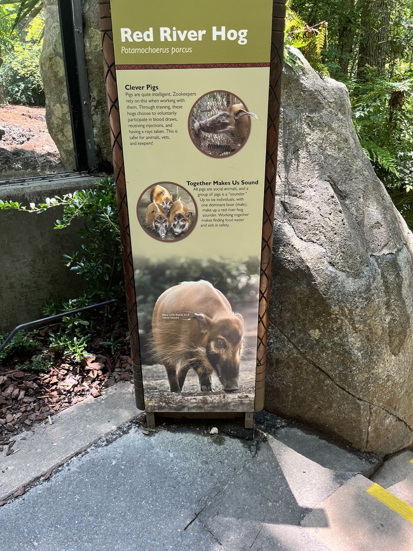 Red River Hog Signage