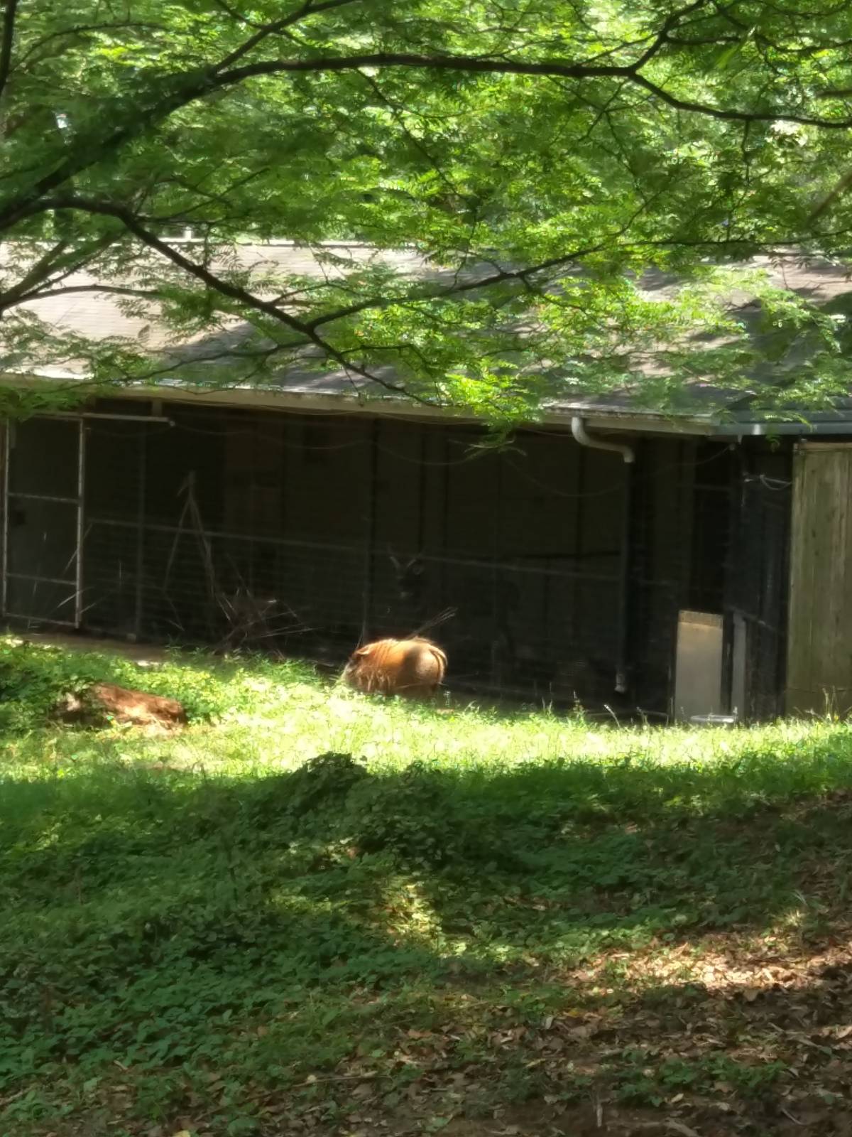 Red River Hog [sitatunga in the background]