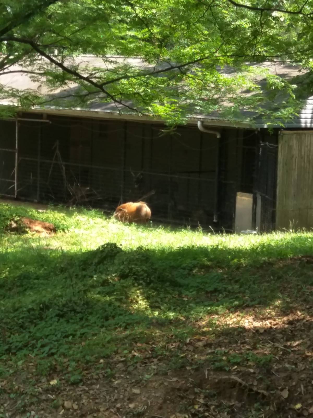 Red River Hog [sitatunga in the background]