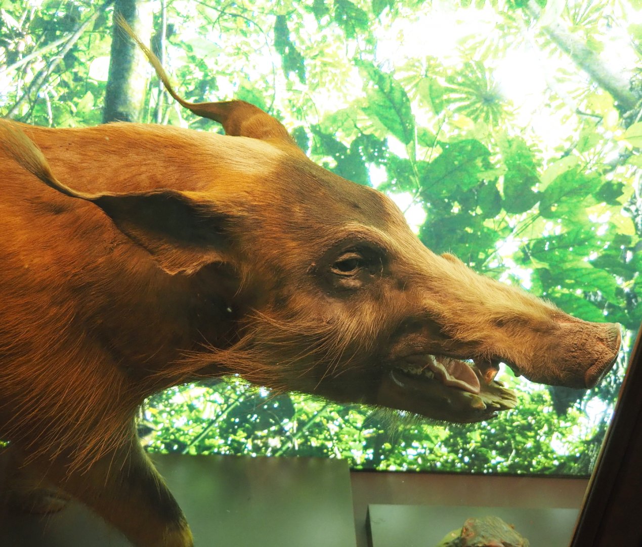 Red river hog specimen (Potamochoerus porcus), 2021-10-20
