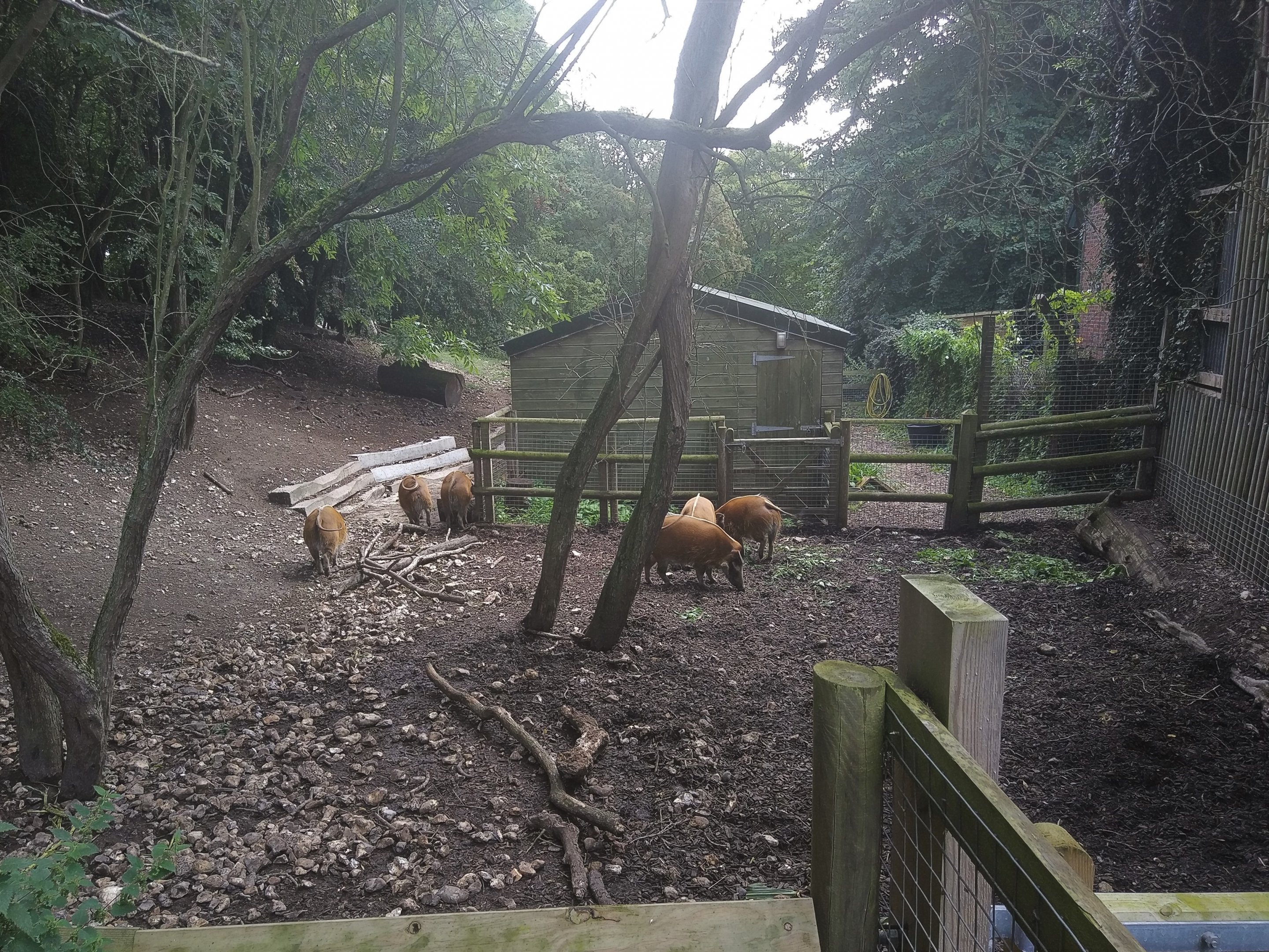 Red River Hog stable