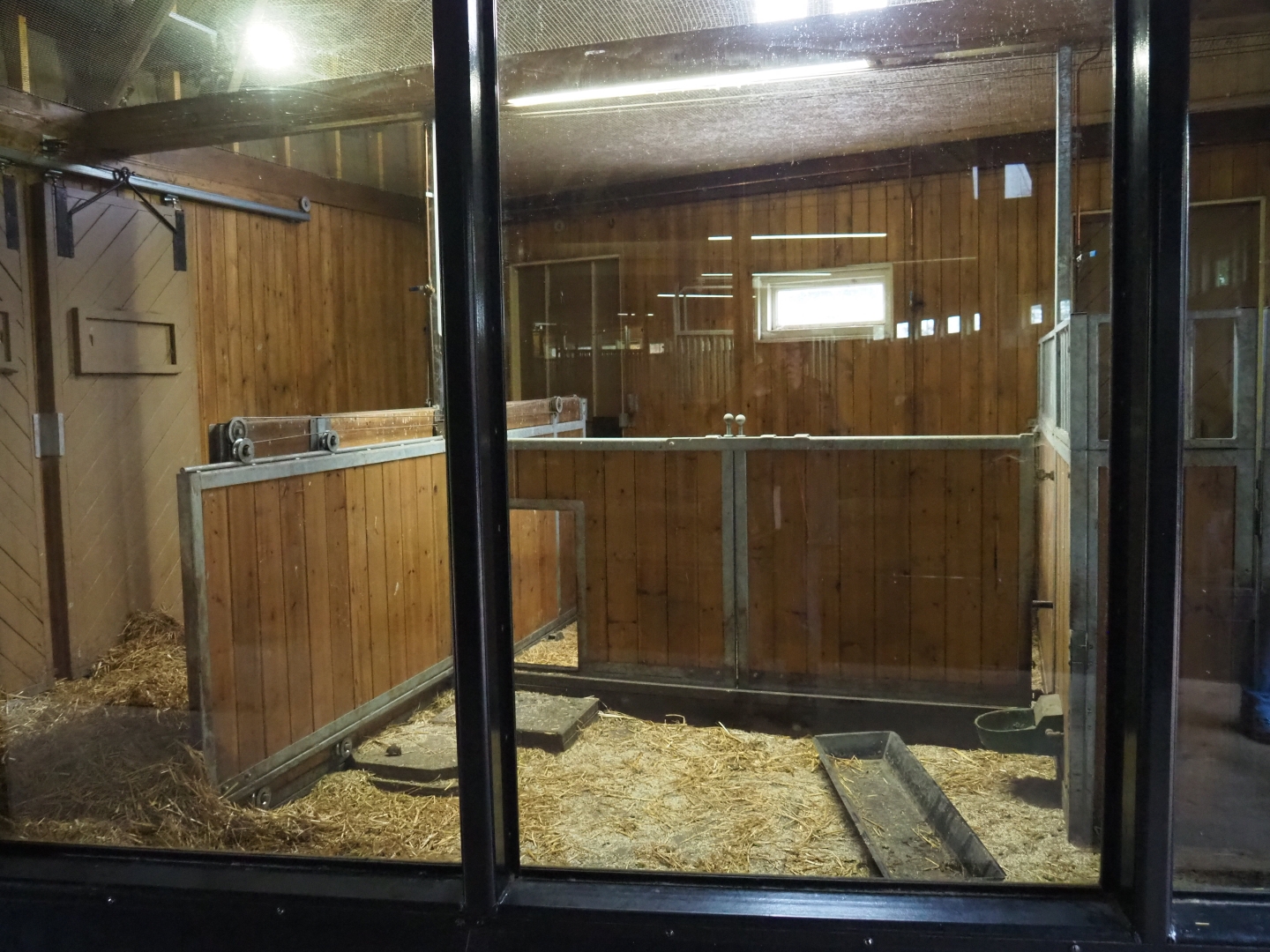 Red river hog stables (Nov 10th, 2018)