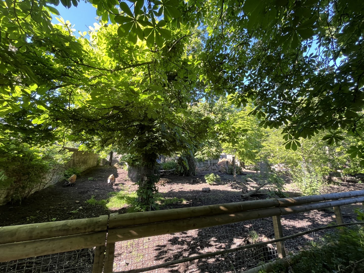 Red river hog temporary enclosure 20.5.24