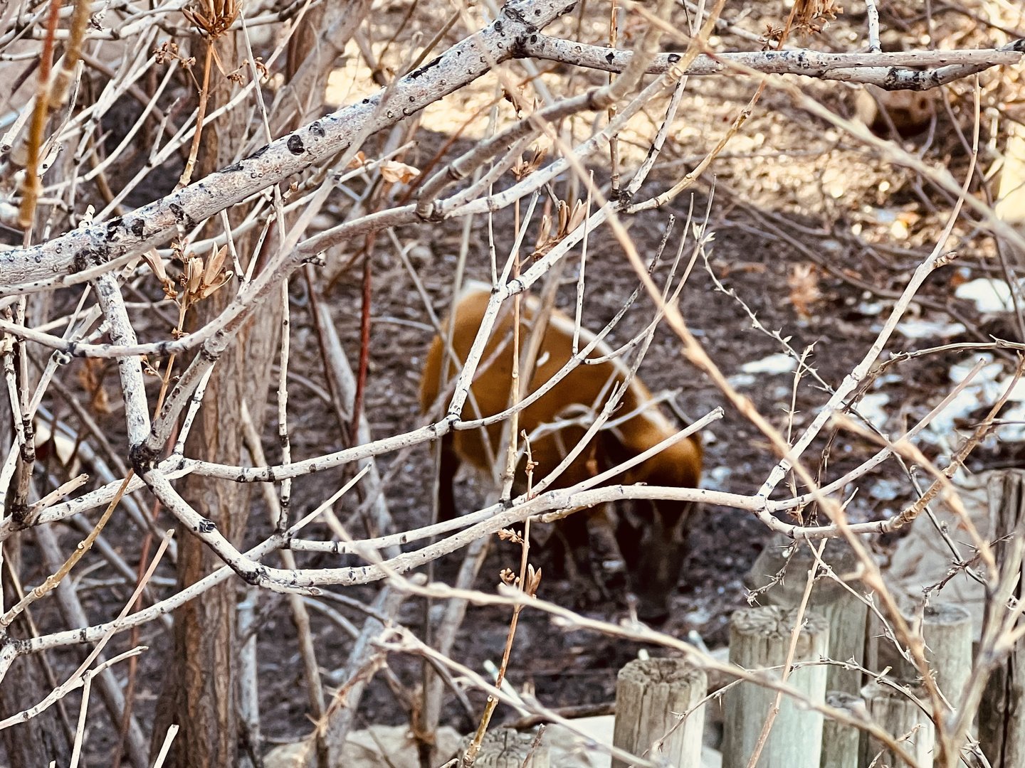Red River Hog through the brush.