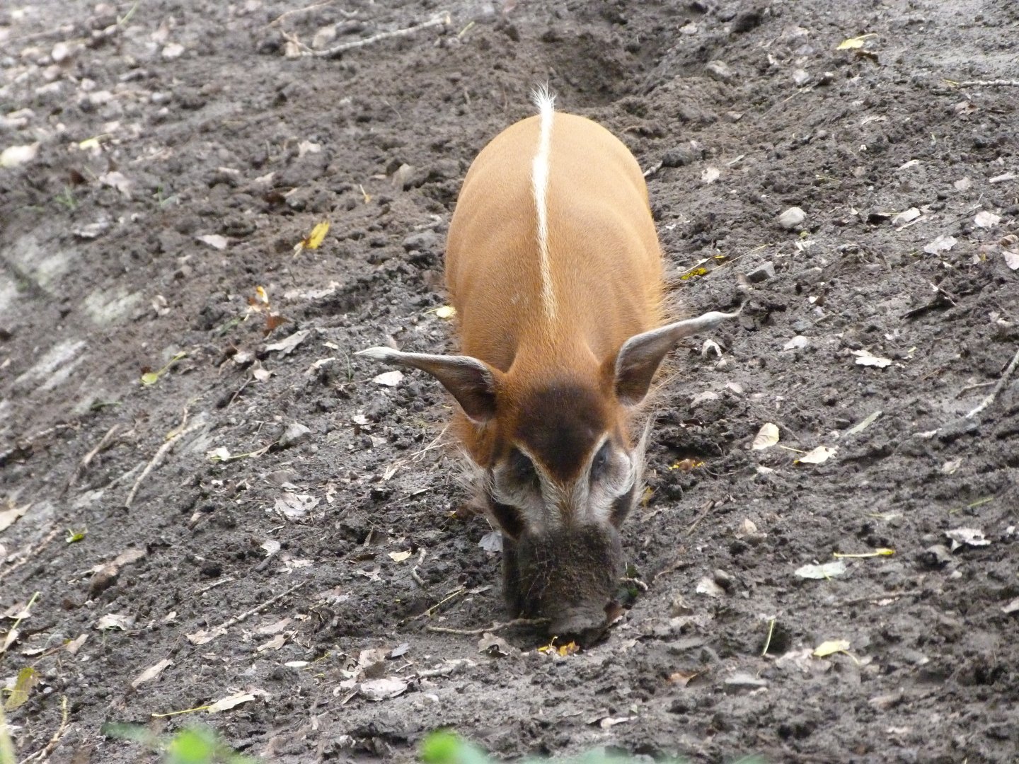 Red river hog -Tierpark Berlin (2024)