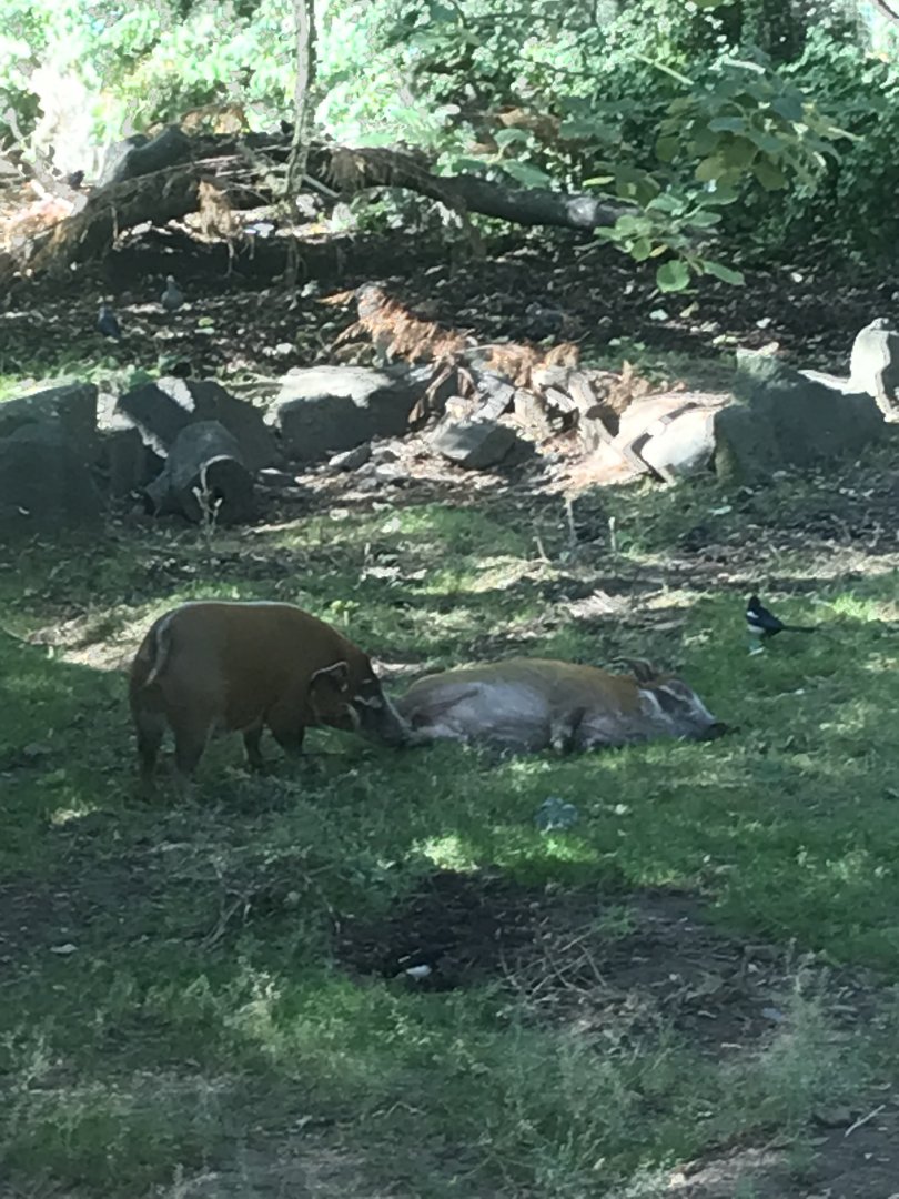 Red river hog trying to wake up the other one