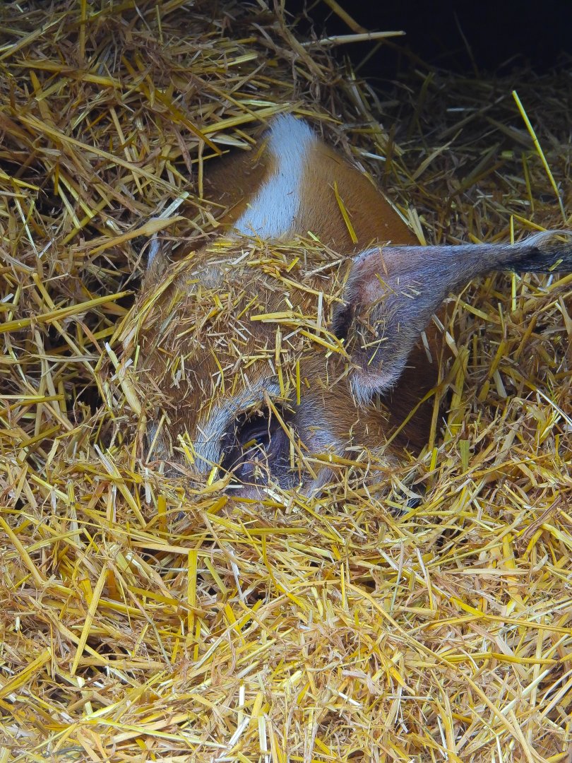 Red River Hog under straw- 9th February 2024
