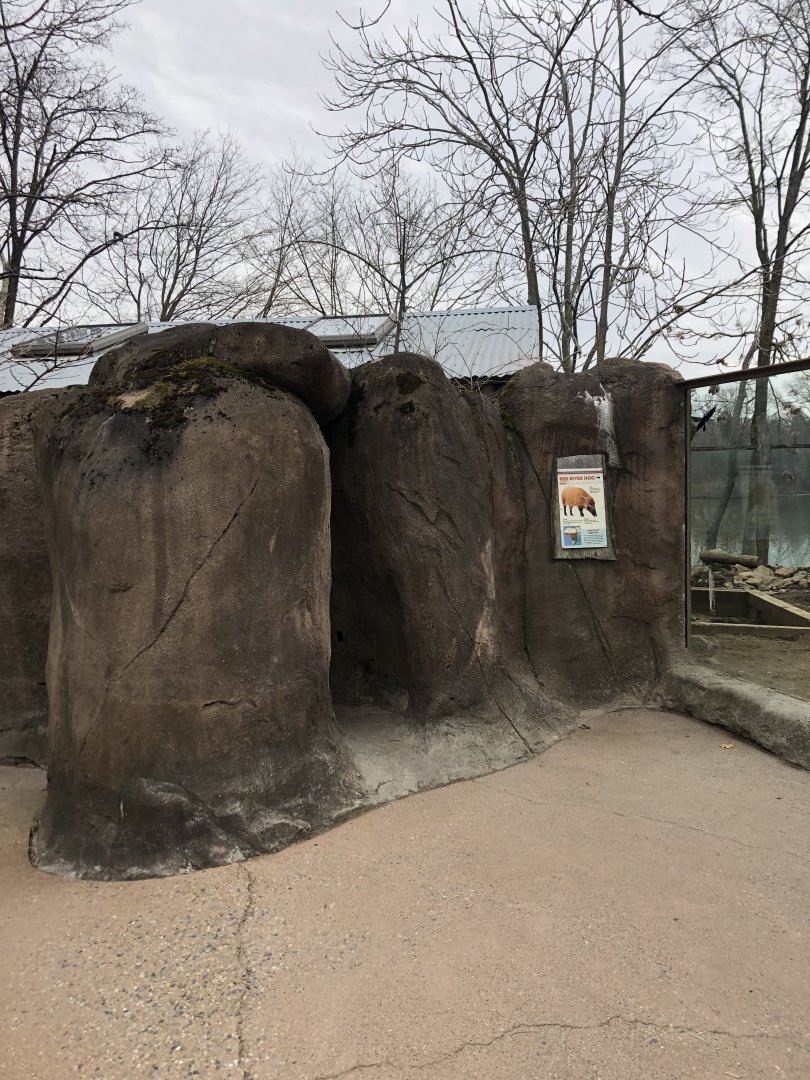 Red River Hog Viewing (Left Side) - Feb, 2020