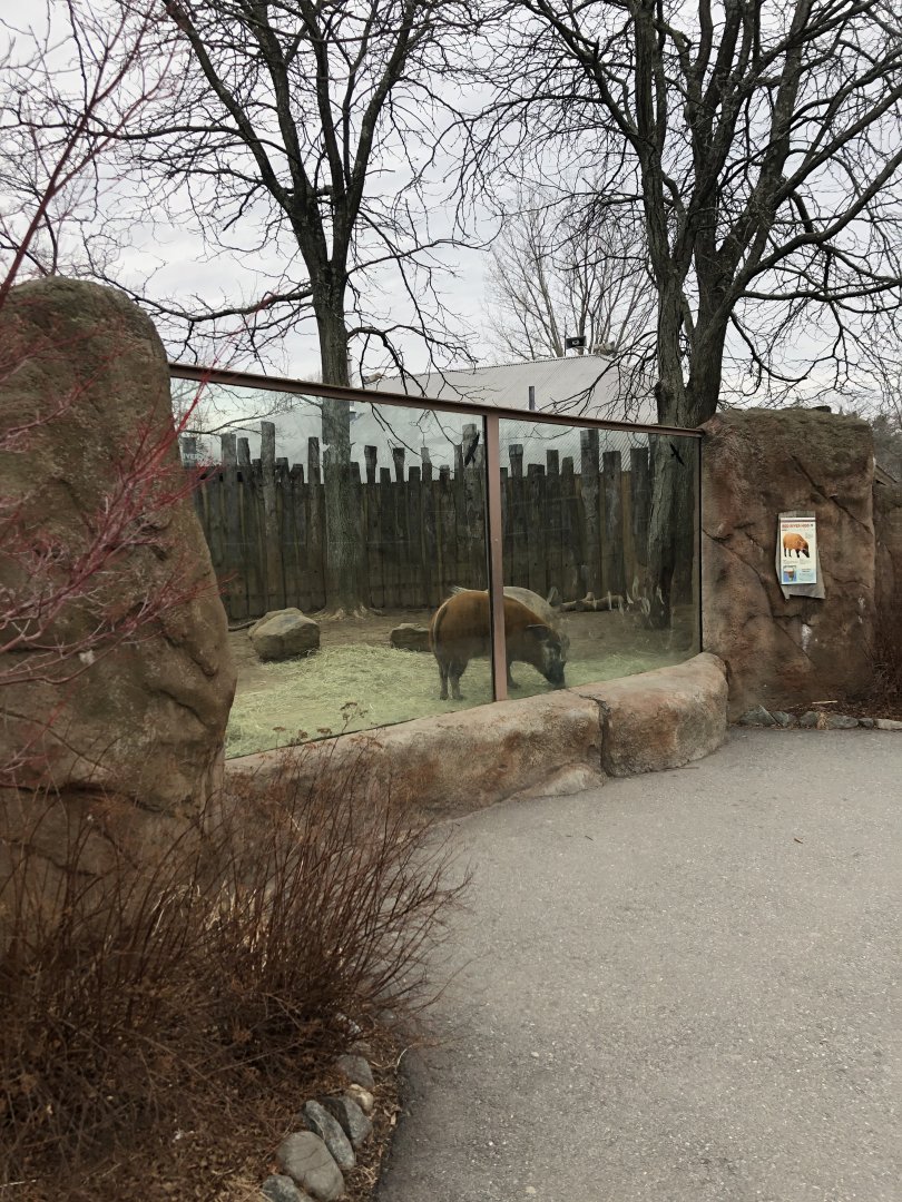 Red River Hog Viewing (Right Side) - Feb, 2020