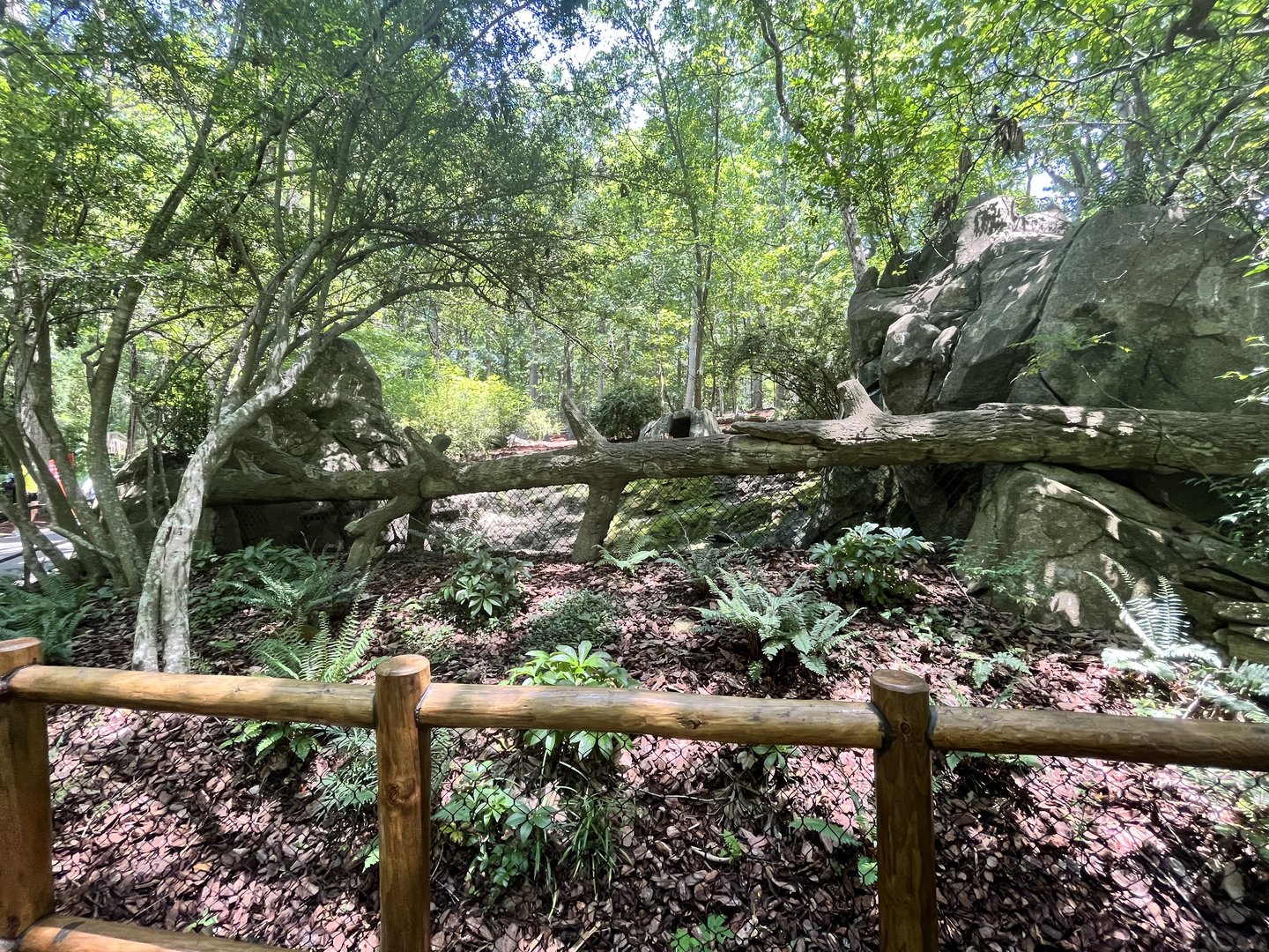 Red River Hog Viewing