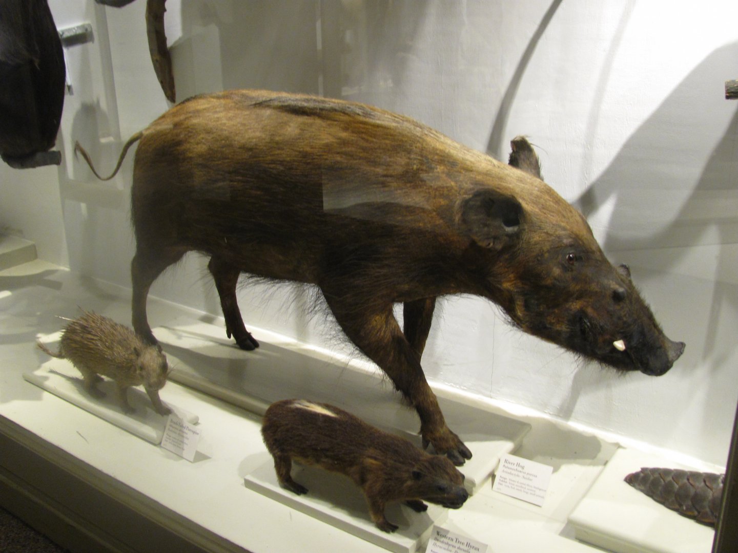 Red River Hog, Western Tree Hyrax & Brush Tailed Porcupine