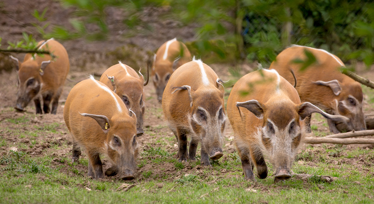 Red river hog : Whipsnade : 01 Jul 2016