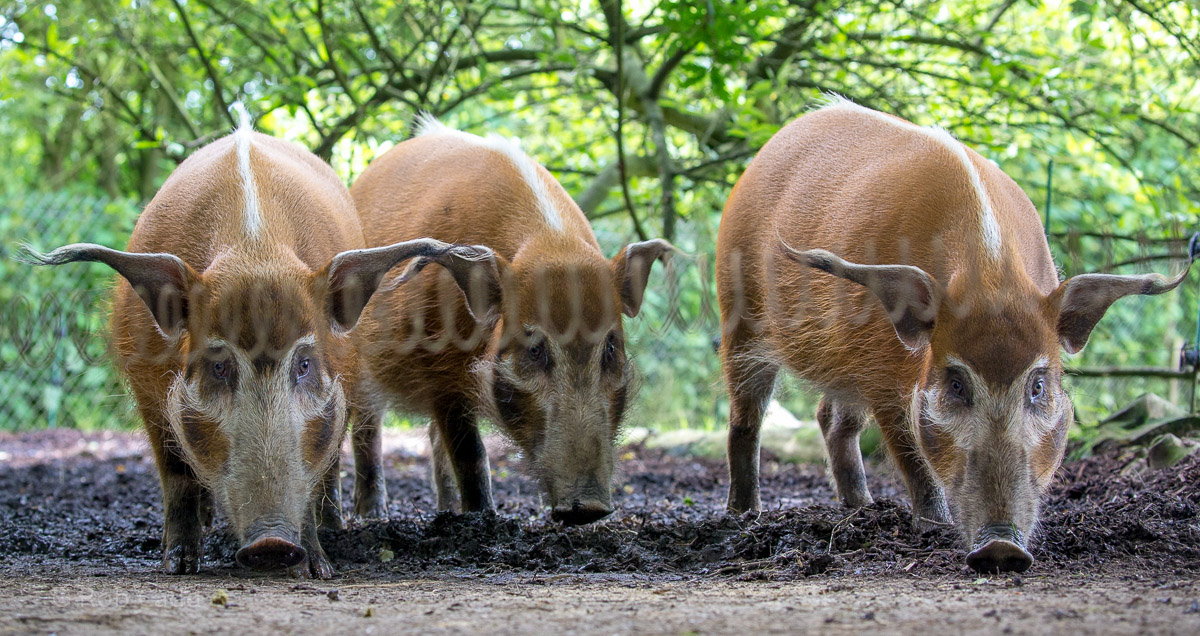 Red river hog : Whipsnade : 01 Jul 2016