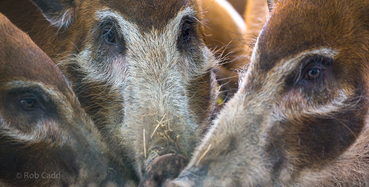 Red river hog : Whipsnade : 01 Jul 2016