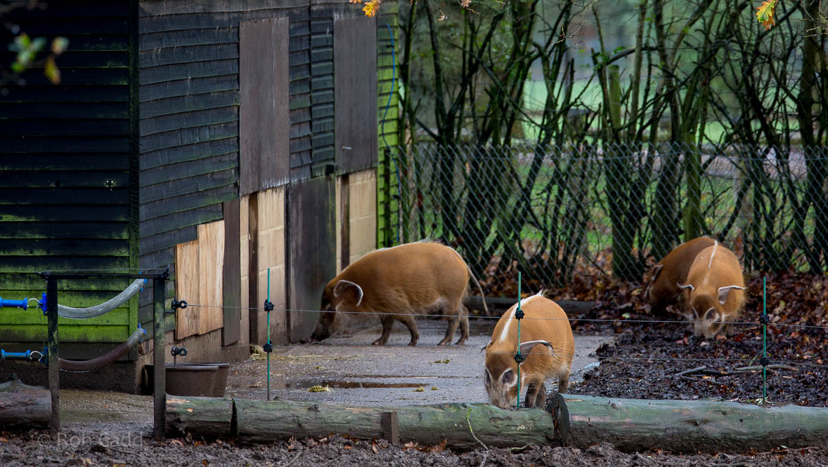 Red river hog : Whipsnade : 19 Nov 2015