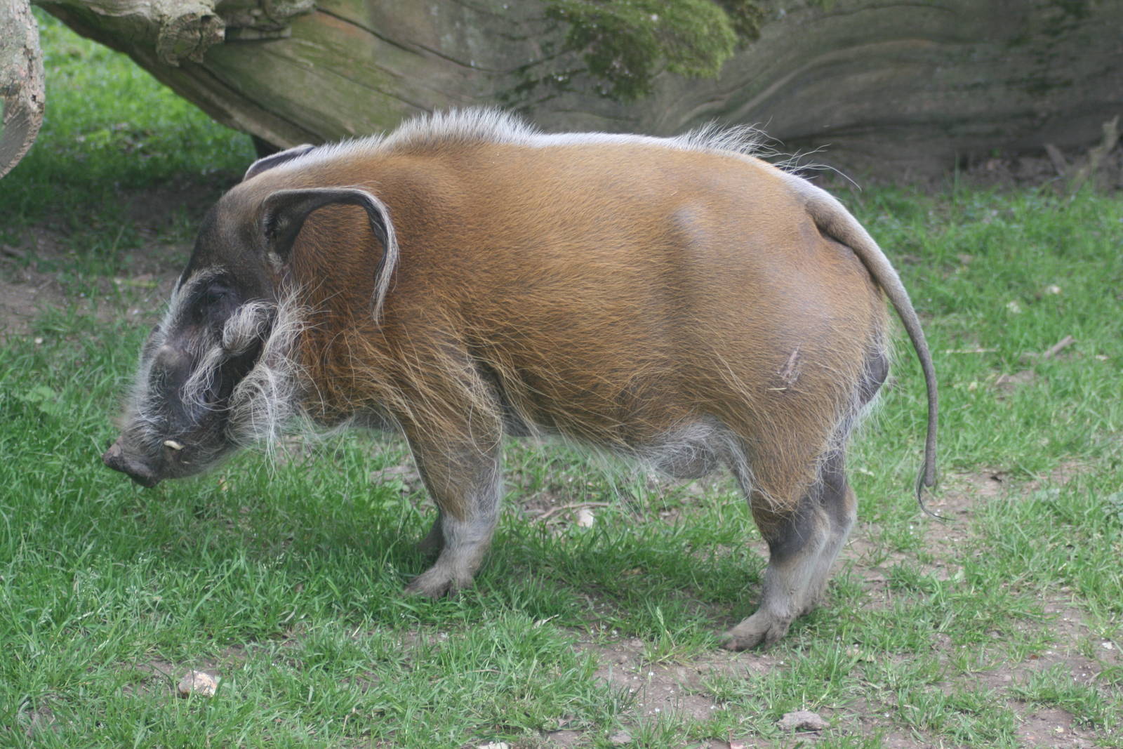 Red river hog; Whipsnade; 20th June 2009