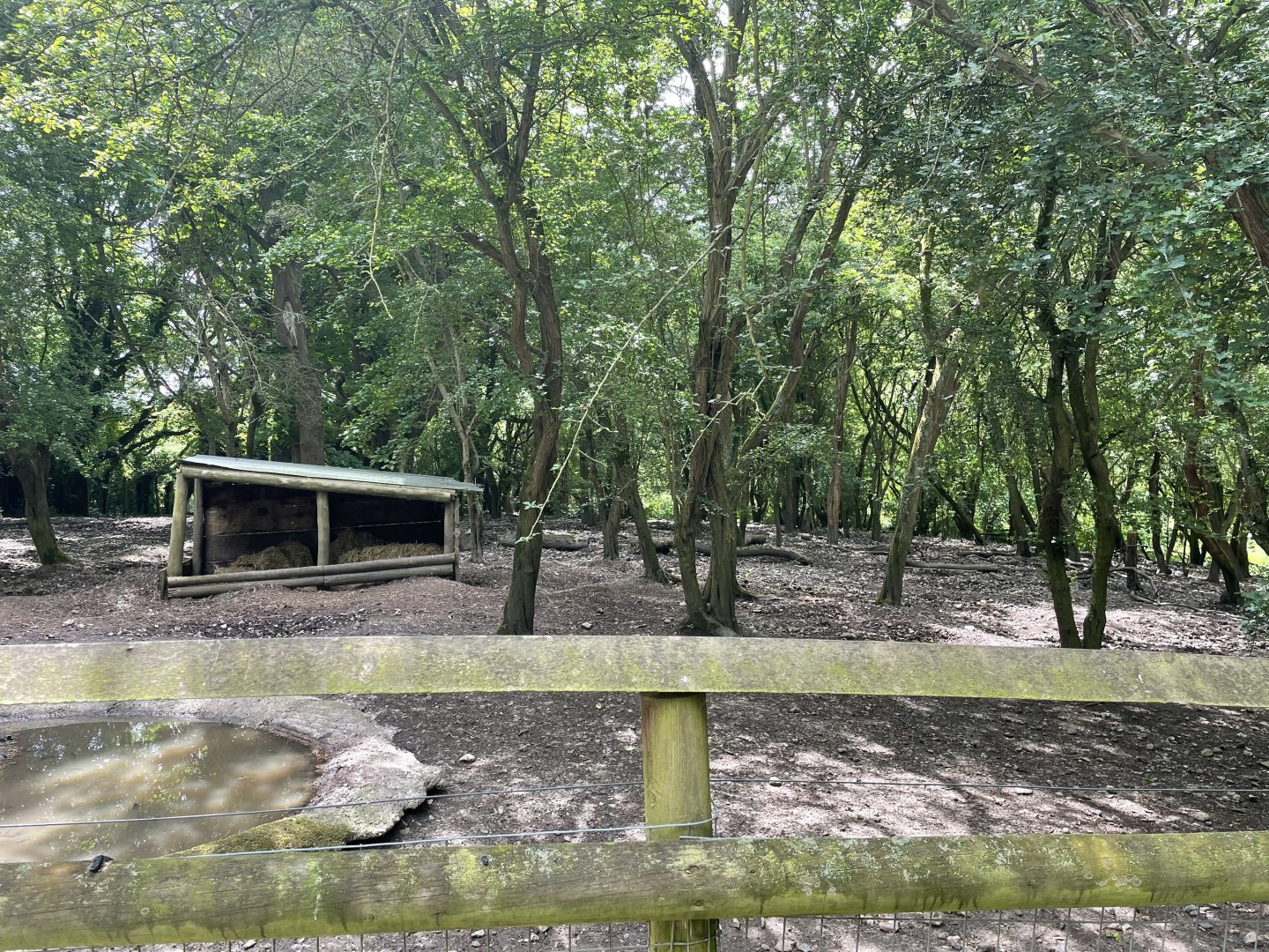 Red River Hog Winter Paddock