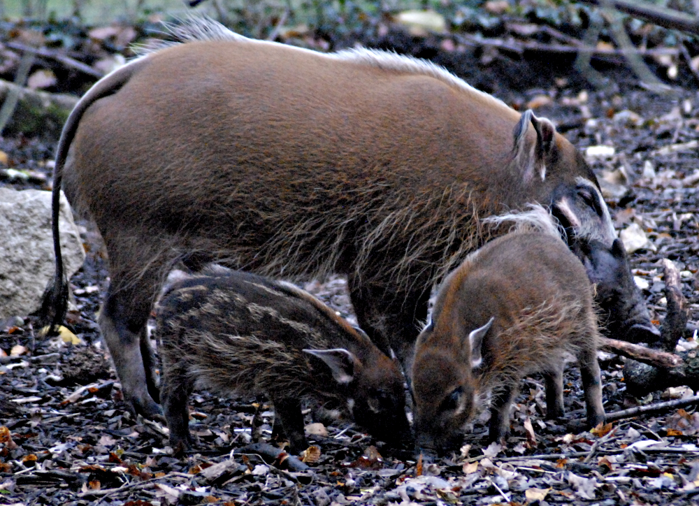 Red River Hog with piglets - Marwell Zoological Park 2022