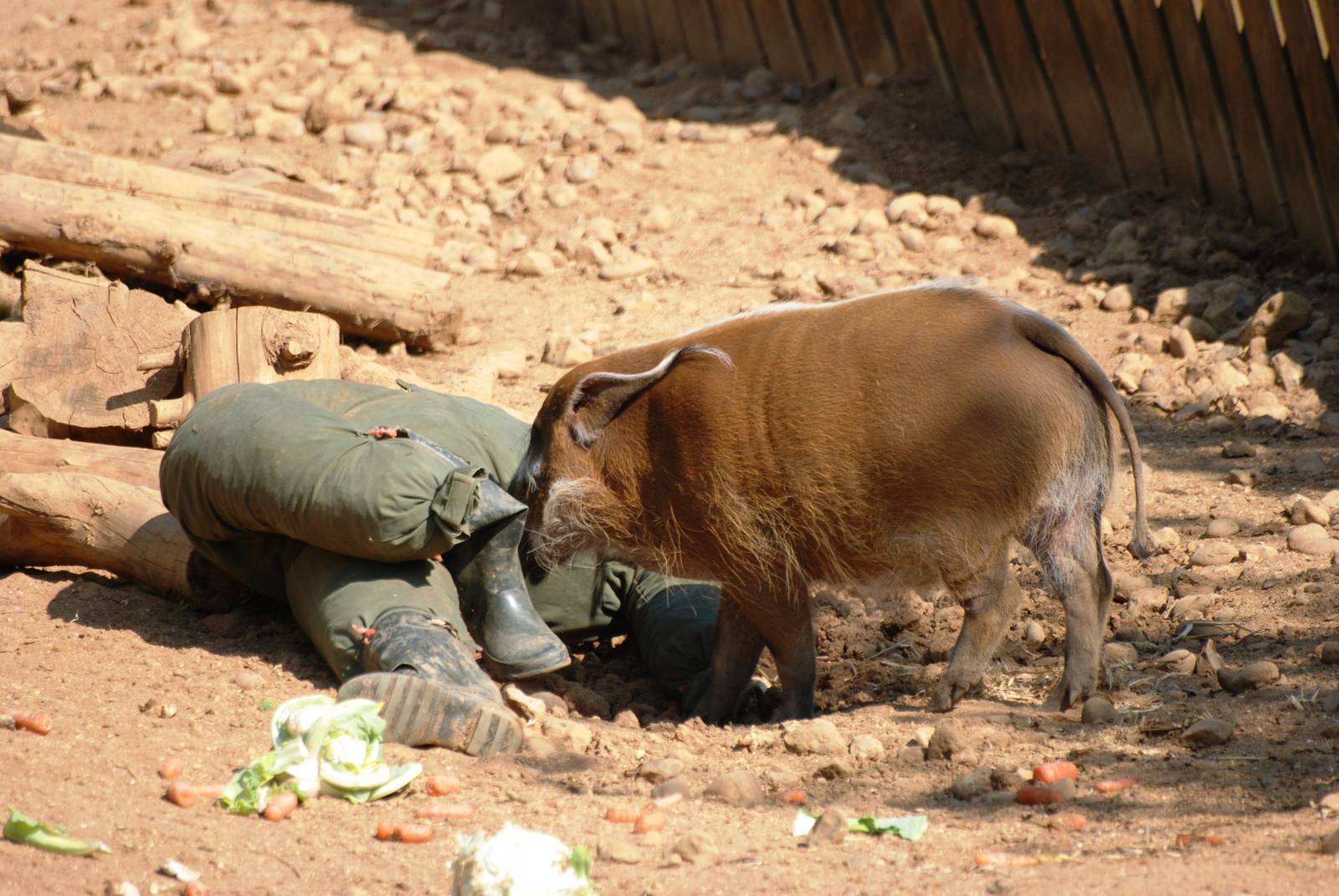 Red River Hog with Unusual Enrichment at Colchester, 28/05/12