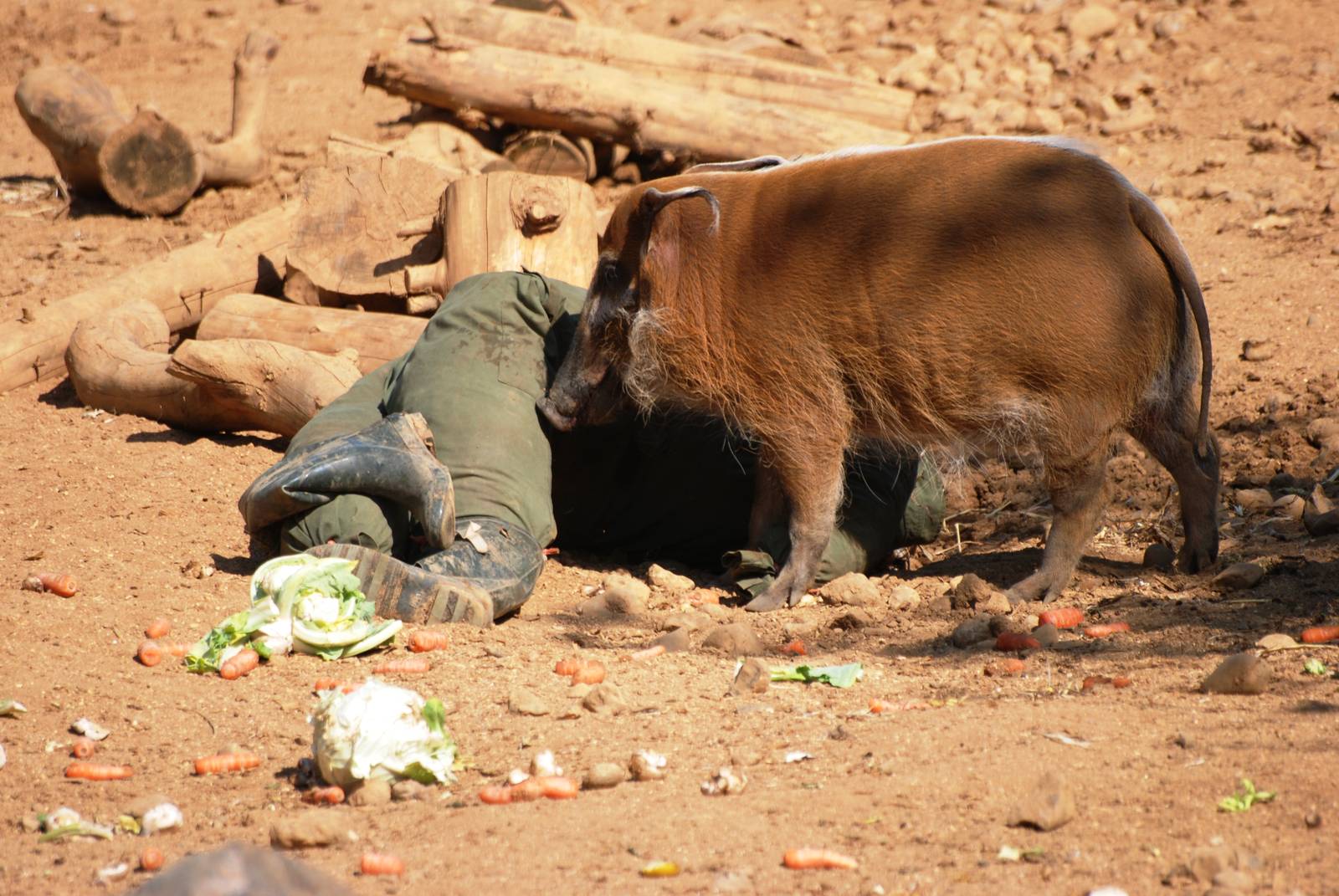 Red River Hog with Unusual Enrichment at Colchester, 28/05/12